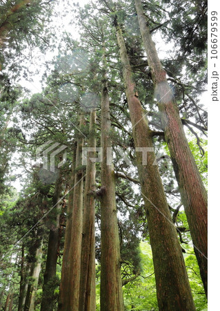 雨に煙る箱根旧街道　神奈川県　タテ位置 106679599