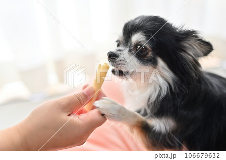 飼い主からハミガキガムをもらうチワワ 106679632