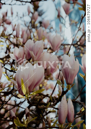 Sulange magnolia close-up on tree branch. Blossom pink magnolia in springtime. Pink Chinese or saucer magnolia flowers tree. Tender pink and white flowers nature 106679727