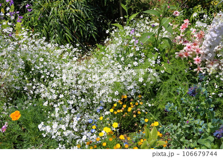 ゲラニウムの花 106679744
