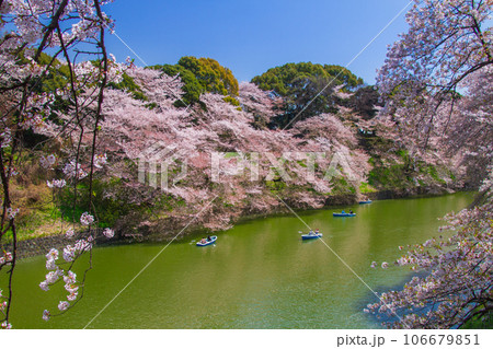 桜満開(千鳥ヶ淵-東京都) 106679851
