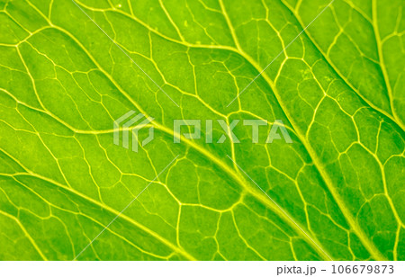 Green leaf close up. Veins on plant macro. Green leaf close up. Veins on plant macro. 106679873