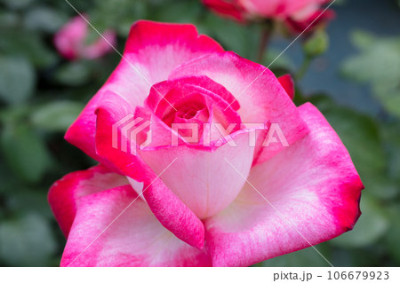 赤いバラの花 106679923