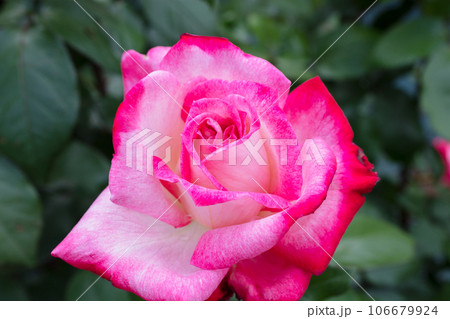 赤いバラの花 106679924