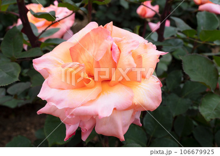だいだい色のバラの花 だいだい色のバラの花 106679925