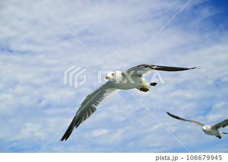 遊覧船からカモメを見る 遊覧船からカモメを見る 106679945