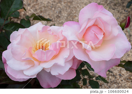 ピンクのバラの花 106680024