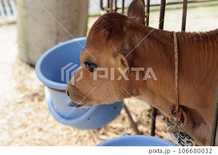 飼育されているジャージー牛 106680032
