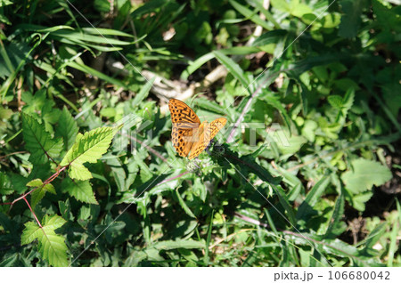 ミドリヒョウモン　蝶々 106680042