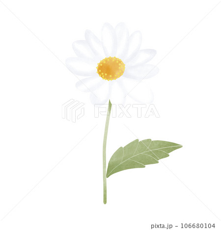 Daisy 106680104