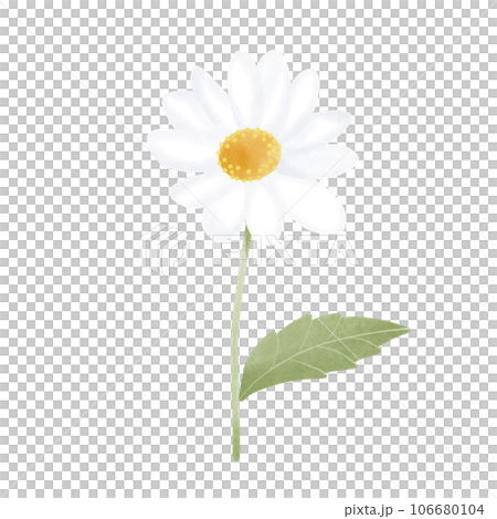 Daisy 106680104