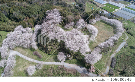 『桜』原城跡 空撮 『桜』原城跡 空撮 106680249