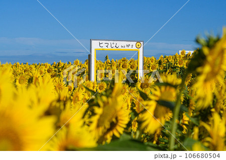 ひまわり迷路 橘湾 ひまわり迷路 橘湾 106680504