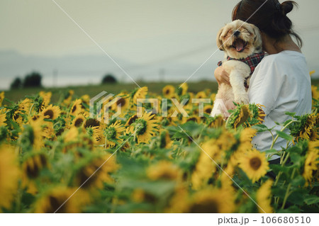 ひまわり迷路 橘湾 ひまわり迷路 橘湾 106680510