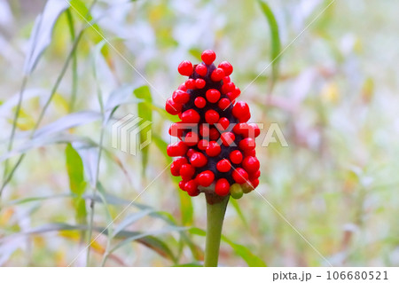 清流の綺麗な植物 106680521