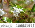 イカリソウ 106681945
