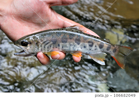河津川の渓流釣りで釣れたアマゴ 河津川の渓流釣りで釣れたアマゴ 106682049