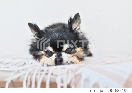 両手に顔をのせてまどろむ可愛いチワワ 106682590