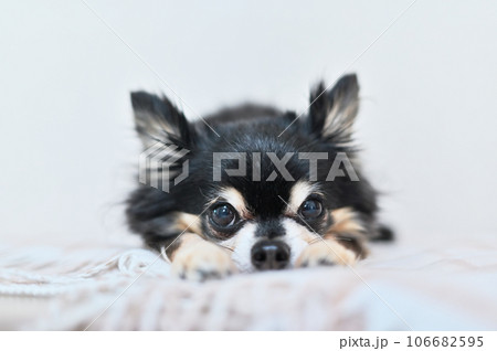 両手に顔をのせてカメラ目線の可愛いチワワ 106682595