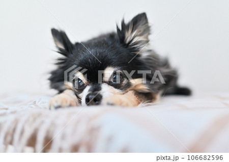 カメラ目線の可愛いチワワのアップ カメラ目線の可愛いチワワのアップ 106682596
