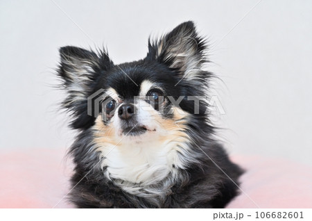ピンクのクッションでまったりする優しい顔のシニアチワワ 106682601