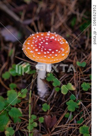 Inedible, poisonous mushroom is a red fly agaric. Beautiful forest background with a red mushroom close-up.  106682952