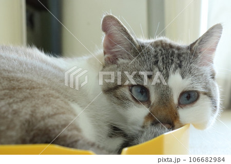 お昼寝猫 106682984