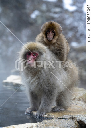母猿の背に乗る小猿　地獄谷野猿公苑 106683045