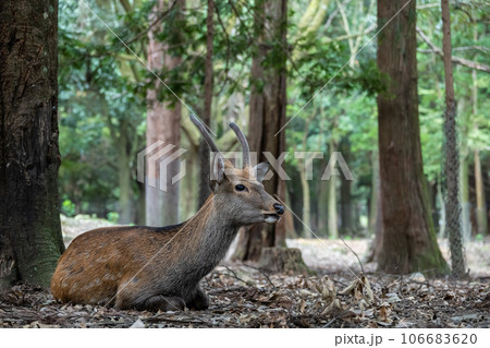 奈良公園の鹿 奈良公園の鹿 106683620