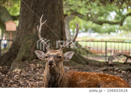 奈良公園の鹿 106683626