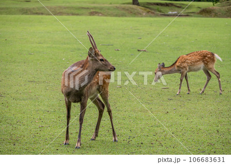 奈良公園の鹿　飛火野園地 106683631