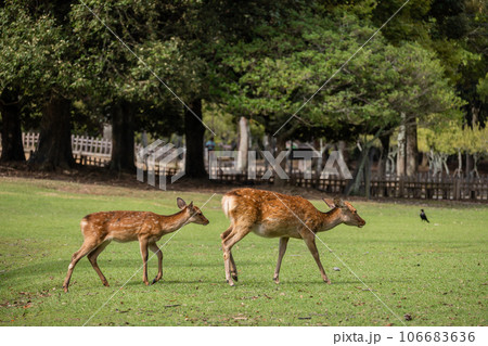 親子鹿 奈良公園 飛火野園地 親子鹿 奈良公園 飛火野園地 106683636