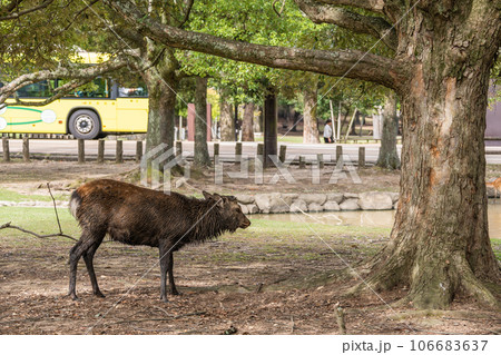 首周りに泥を付けた発情期の牡鹿 奈良公園 飛火野園地 首周りに泥を付けた発情期の牡鹿 奈良公園 飛火野園地 106683637