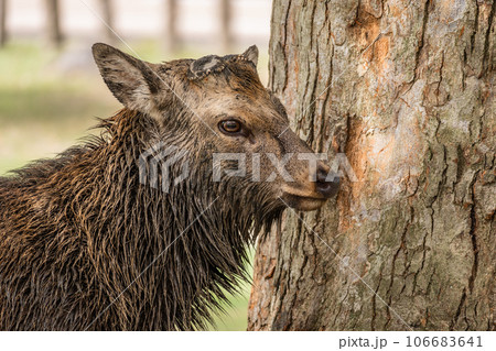 首周りに泥を付けた発情期の牡鹿　奈良公園 106683641