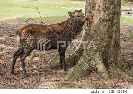 首周りに泥を付けた発情期の牡鹿 奈良公園飛火野園地 首周りに泥を付けた発情期の牡鹿 奈良公園飛火野園地 106683643