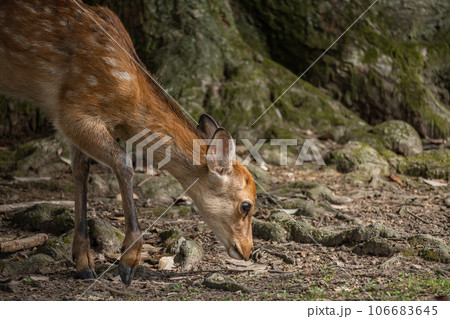 奈良公園の鹿 飛火野園地 奈良公園の鹿 飛火野園地 106683645
