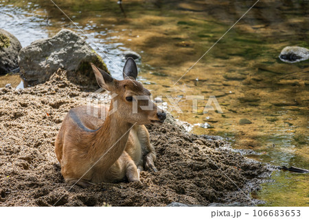 小川で涼む鹿 小川で涼む鹿 106683653