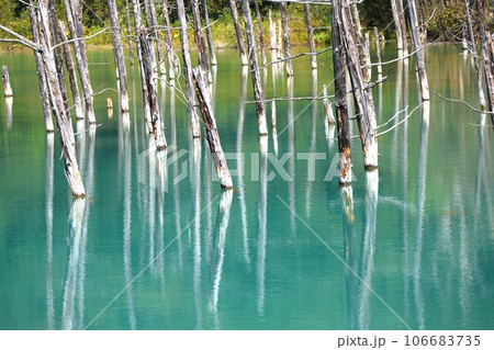 【動画あり】白金青い池(北海道上川郡美瑛町) 【動画あり】白金青い池(北海道上川郡美瑛町) 106683735
