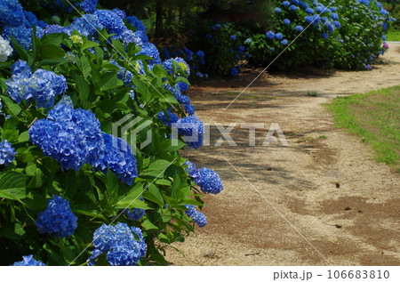 紫陽花 紫陽花 106683810