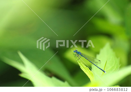 アマゴイルリトンボ 106683812