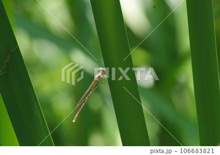 オツネントンボ 106683821