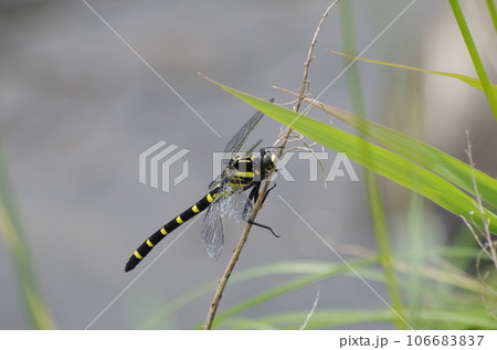 コオニヤンマ 106683837