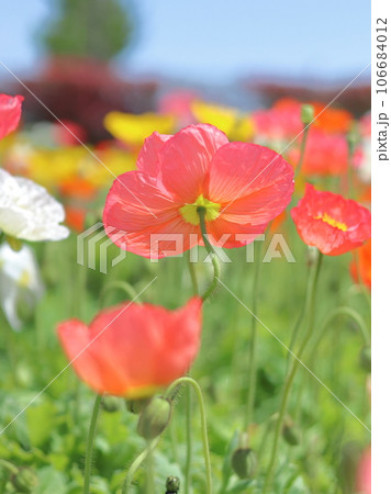 可愛いポピーの花壇 106684012