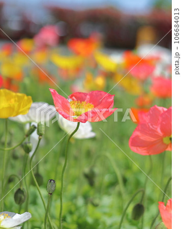 可愛いポピーの花壇 106684013