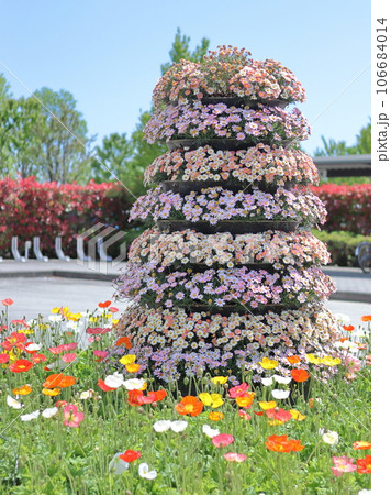 可愛いポピーの花壇 106684014
