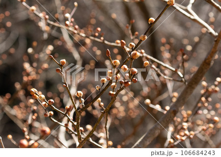 花芽を膨らませる開花直前のダンコウバイ 106684243
