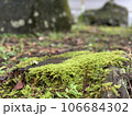 苔 106684302