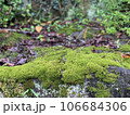 苔 106684306