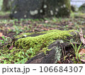 苔 106684307