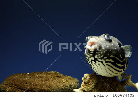 フグ サザナミフグ 魚 海水魚 泳ぐ魚 White-spotted puffer puffer フグ サザナミフグ 魚 海水魚 泳ぐ魚 White-spotted puffer puffer 106684405